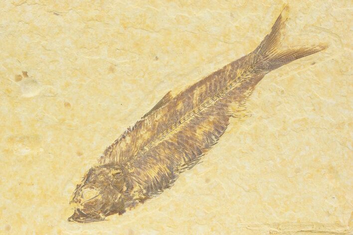 Detailed Fossil Fish (Knightia) - Wyoming #373726